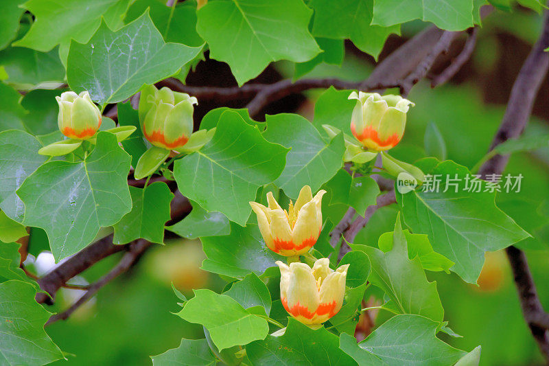 郁金香树/鹅掌楸郁金香花